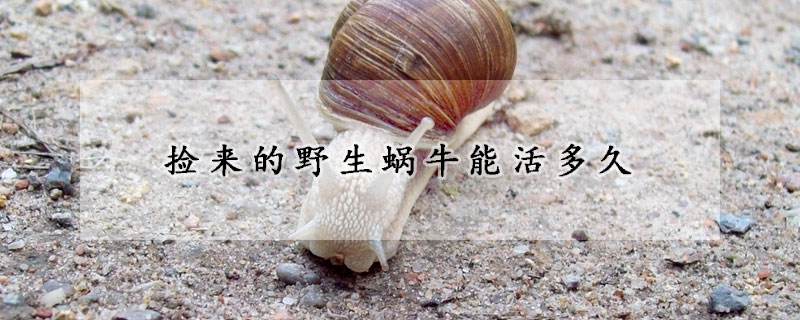 撿來的野生蝸牛能活多久