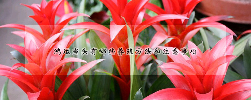 鴻運(yùn)當(dāng)頭有哪些養(yǎng)殖方法和注意事項