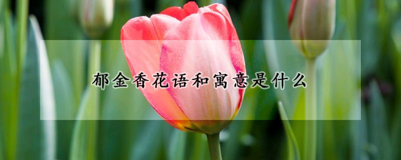 郁金香花語和寓意是什么