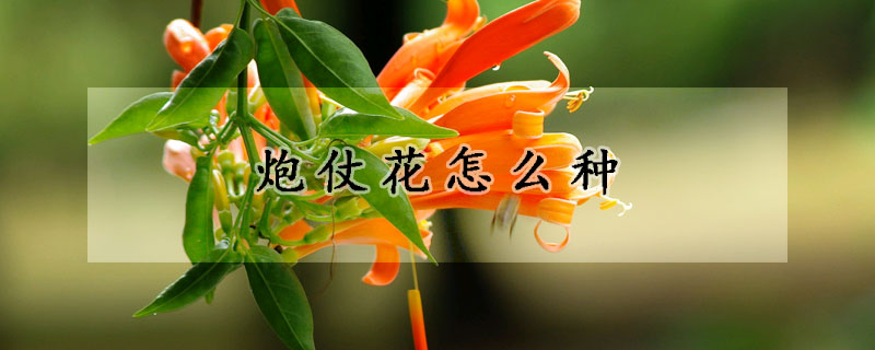 炮仗花怎么種