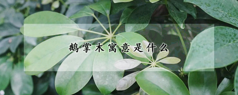 鵝掌木寓意是什么