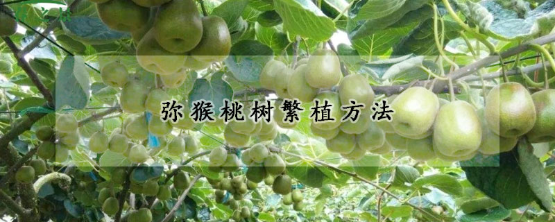 彌猴桃樹繁植方法