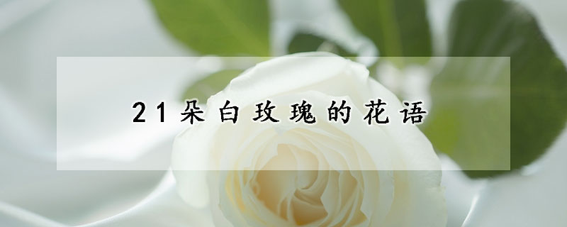 21朵白玫瑰的花語