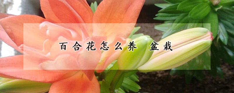 百合花怎么養(yǎng) 盆栽