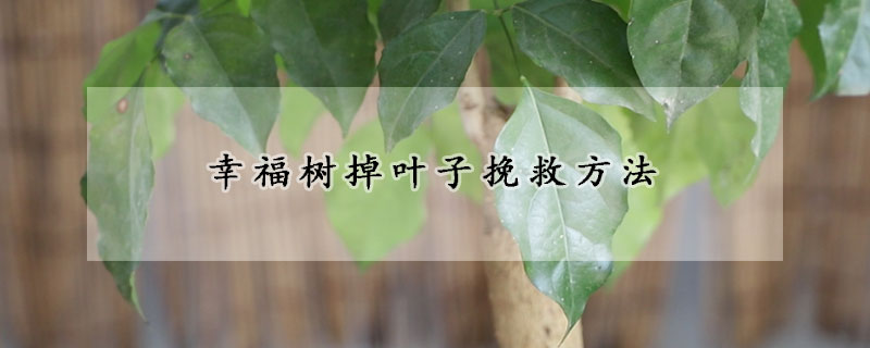 幸福樹掉葉子挽救方法