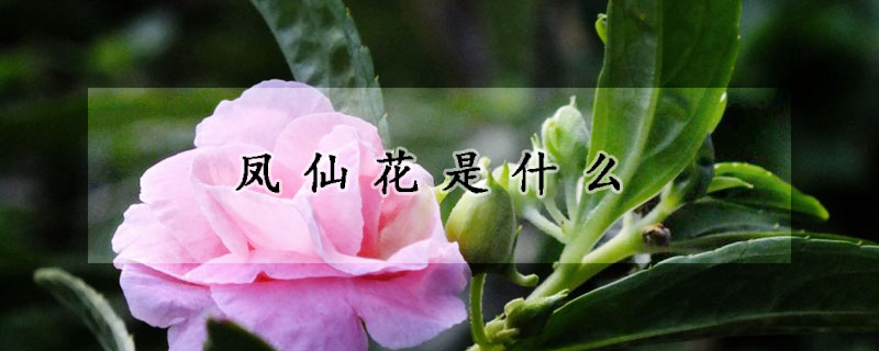 鳳仙花是什么