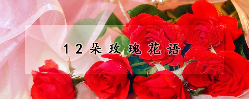 12朵玫瑰花語