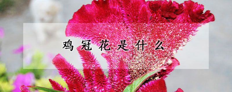 雞冠花是什么