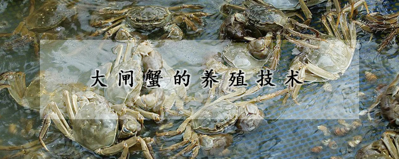 大閘蟹的養(yǎng)殖技術(shù)