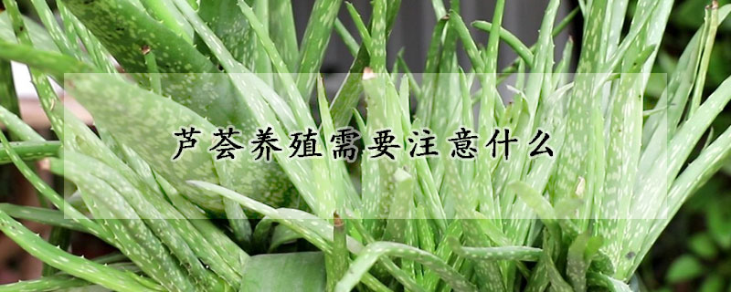 蘆薈養殖需要注意什么