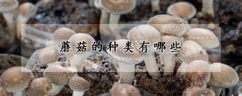 蘑菇的種類有哪些