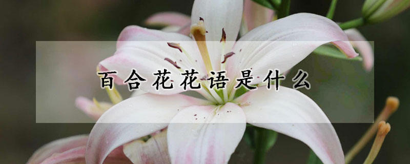 百合花花語是什么