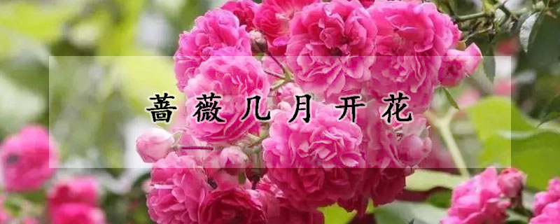 薔薇幾月開花