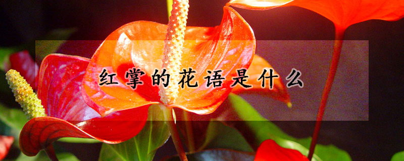 紅掌的花語是什么