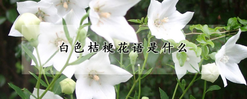 白色桔梗花語是什么