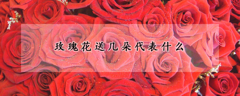 玫瑰花送幾朵代表什么