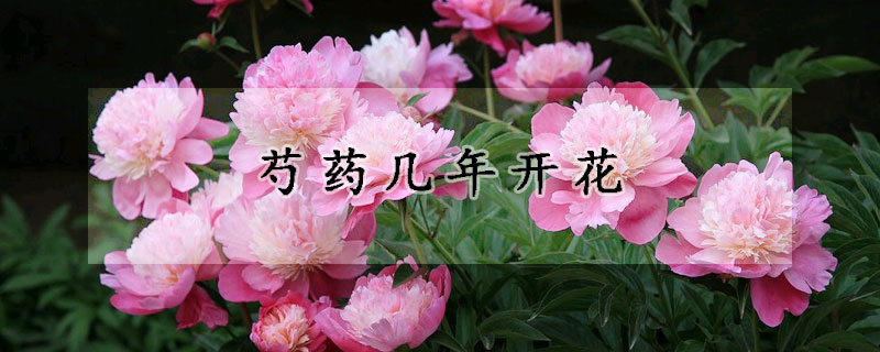 芍藥幾年開花