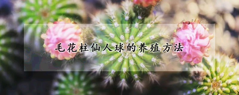 毛花柱仙人球的養(yǎng)殖方法