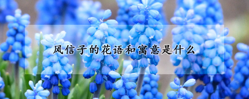 風信子的花語和寓意是什么