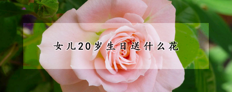 女兒20歲生日送什么花