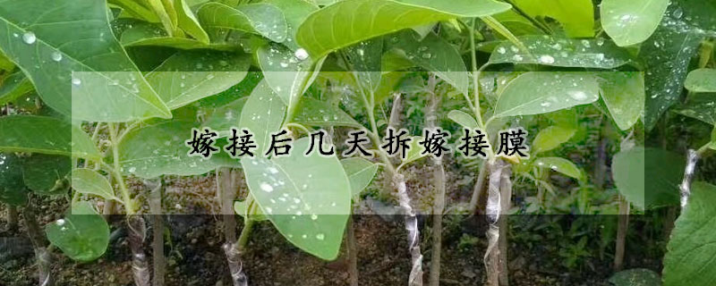 嫁接后幾天拆嫁接膜