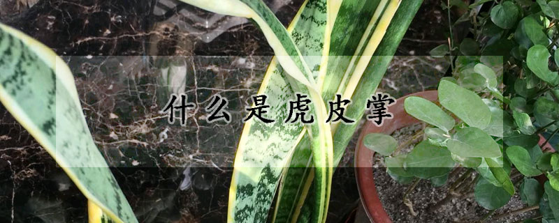 什么是虎皮掌