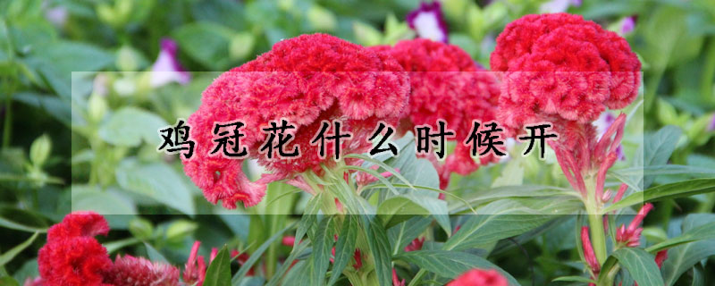 雞冠花什么時候開