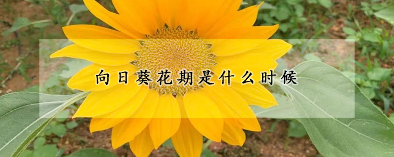 向日葵花期是什么時候