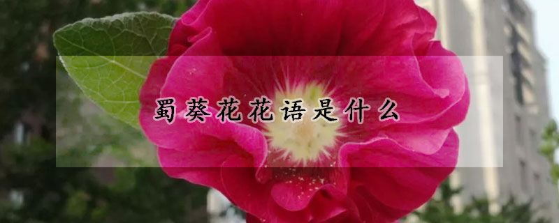 蜀葵花花語是什么