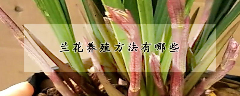 蘭花養殖方法有哪些