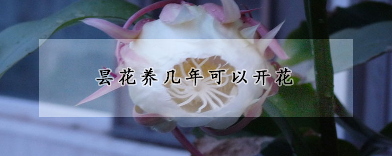 曇花養(yǎng)幾年可以開(kāi)花