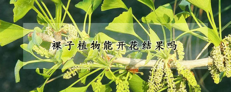 裸子植物能開花結果嗎