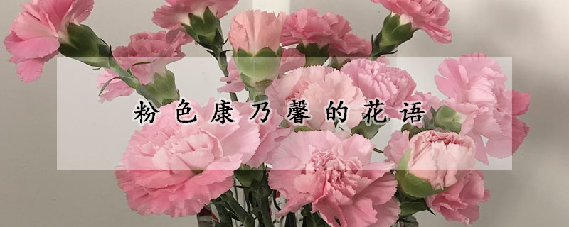 粉色康乃馨的花語