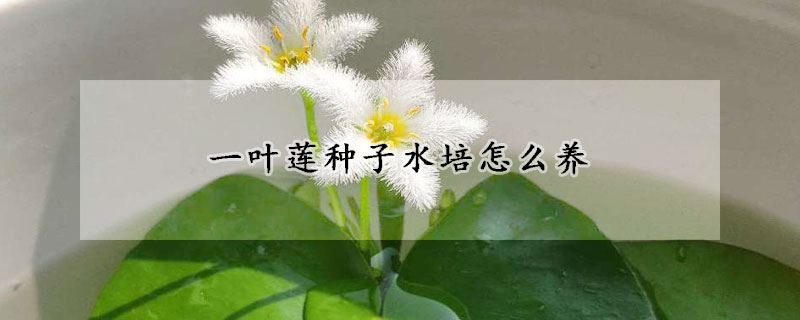 一葉蓮種子水培怎么養(yǎng)