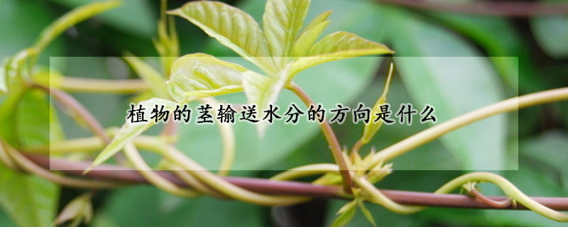 植物的莖輸送水分的方向是什么