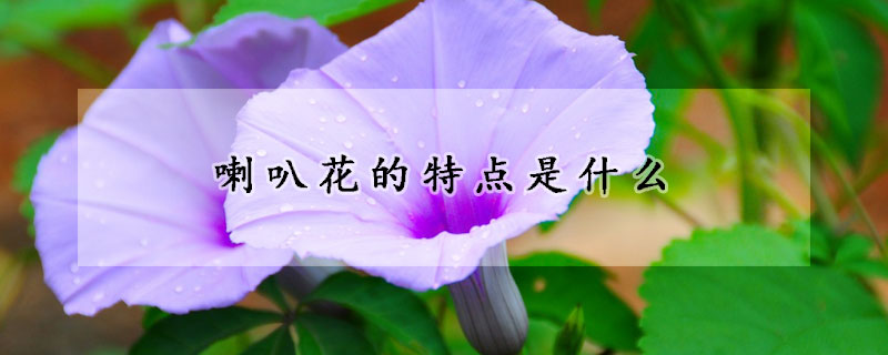 喇叭花的特點(diǎn)是什么