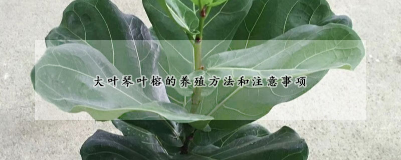 大葉琴葉榕的養(yǎng)殖方法和注意事項(xiàng)