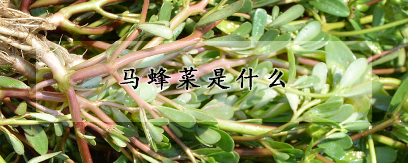 馬蜂菜是什么