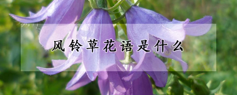 風鈴草花語是什么