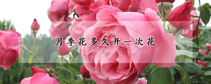 月季花多久開一次花