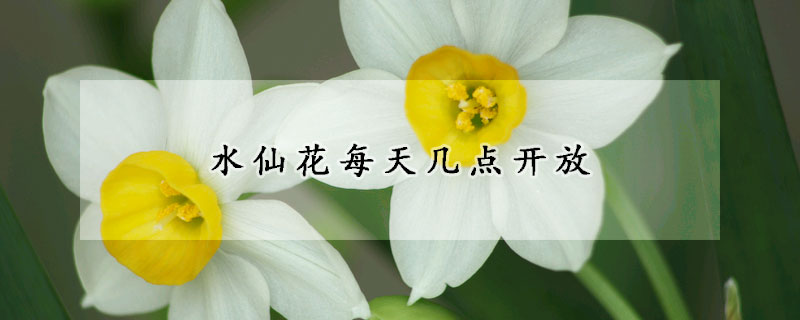 水仙花每天幾點開放