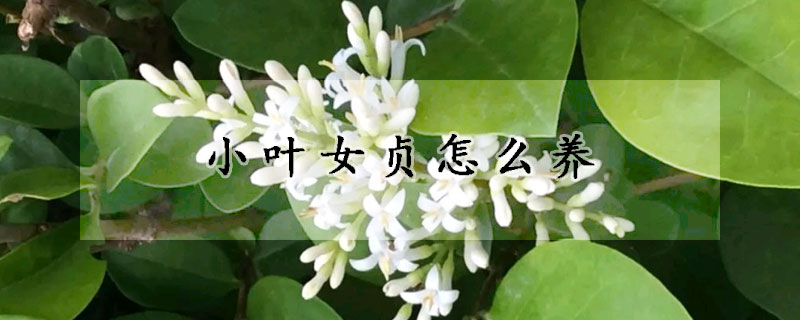 小葉女貞怎么養(yǎng)