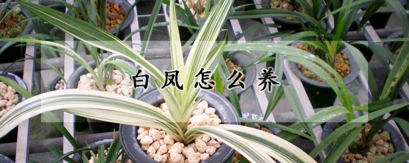 白鳳怎么養