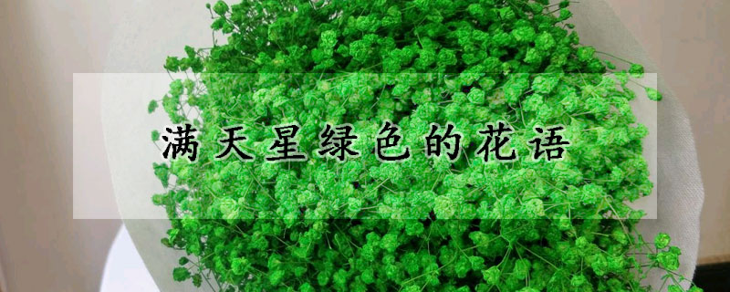 滿天星綠色的花語