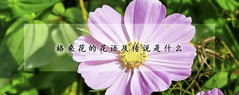 格桑花的花語及傳說是什么