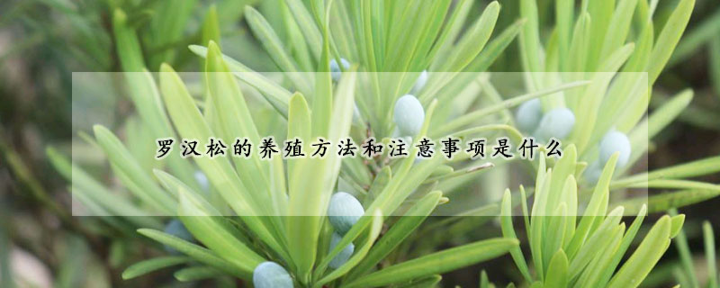 羅漢松的養(yǎng)殖方法和注意事項(xiàng)是什么