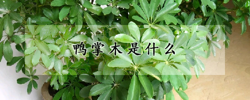 鴨掌木是什么