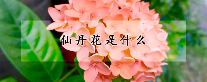 仙丹花是什么