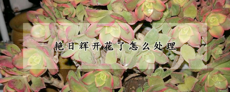 艷日輝開(kāi)花了怎么處理