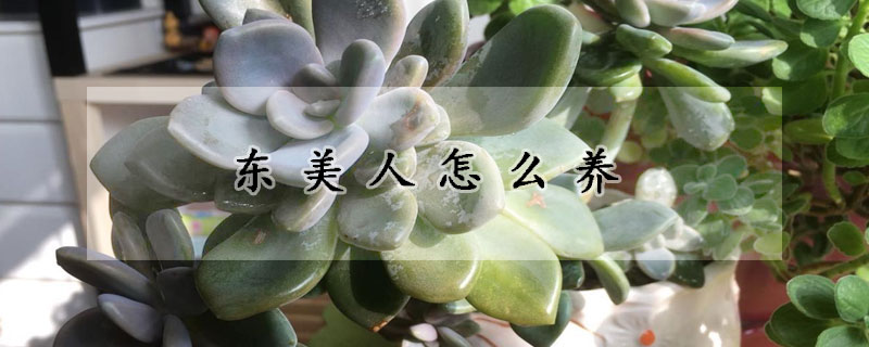 東美人怎么養(yǎng)